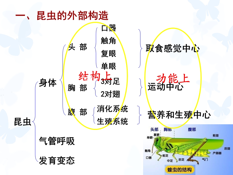 昆虫的基础知识.ppt_第2页