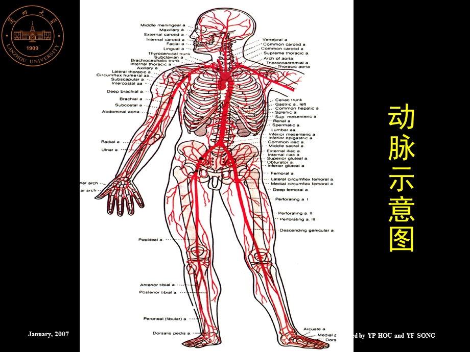 14动脉系统.ppt_第2页