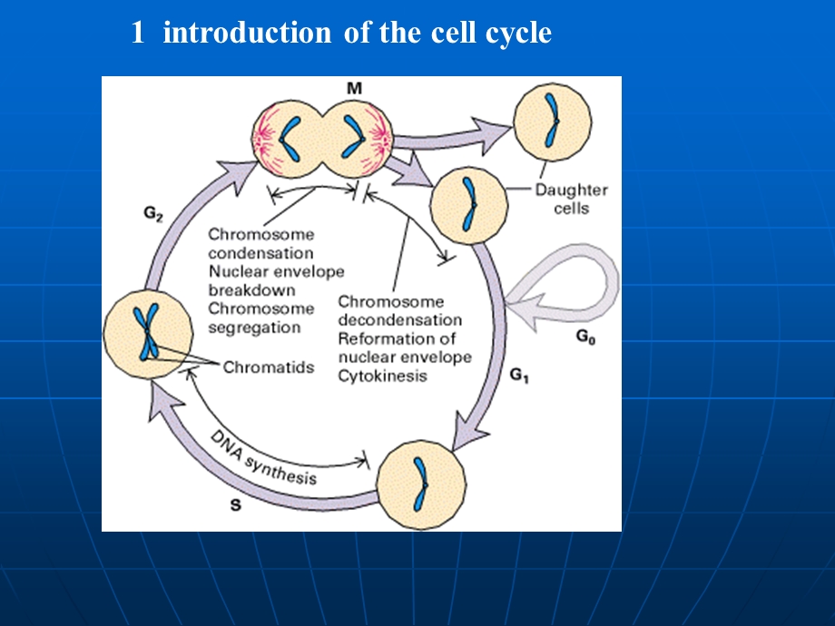 细胞的增殖和调控.ppt_第2页