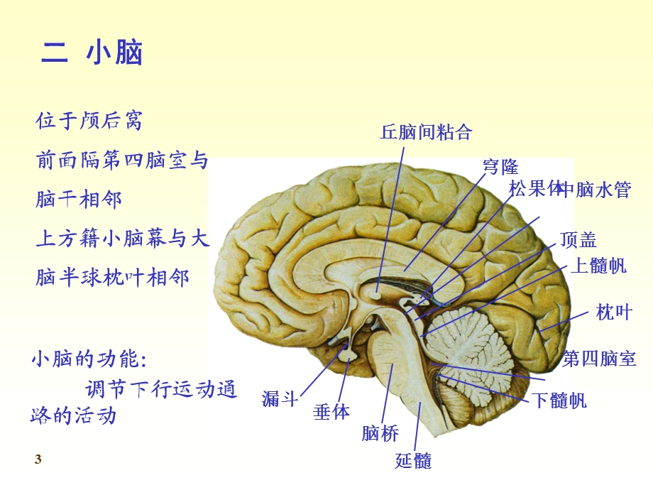 2013人体解剖学神经系统.ppt_第3页