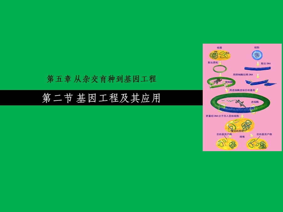 基因工程及其应用(公开课).ppt_第1页