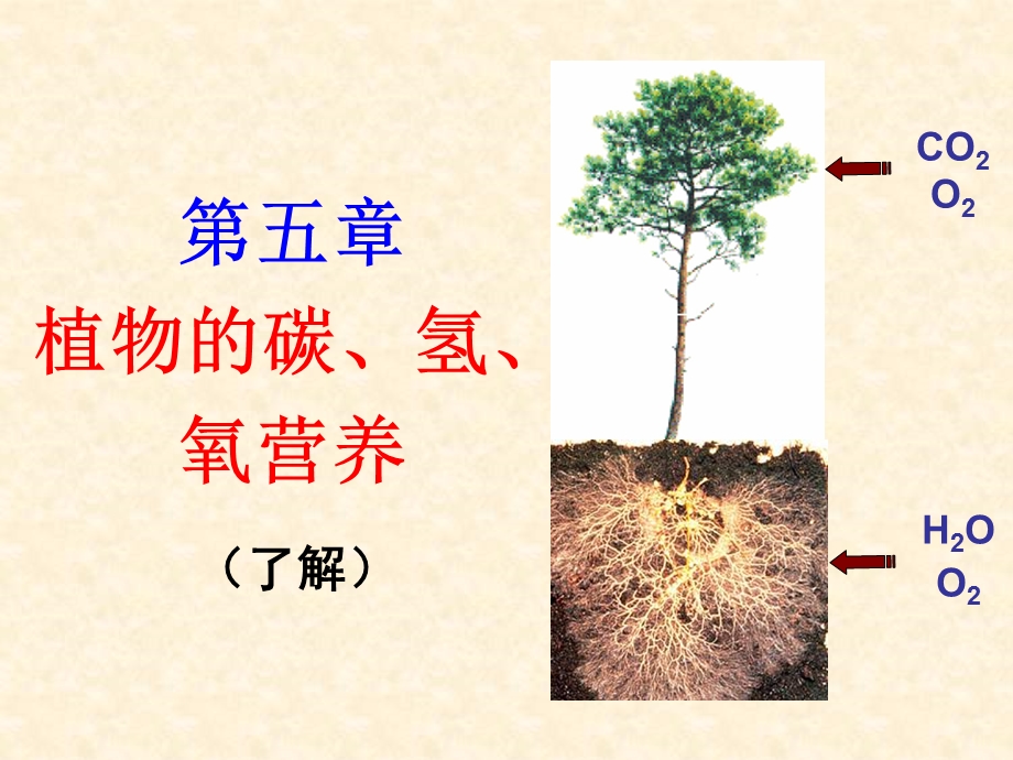 植物的碳氢氧营养.ppt_第1页