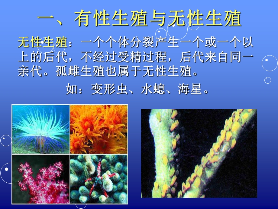 生殖与胚胎发育.ppt_第2页