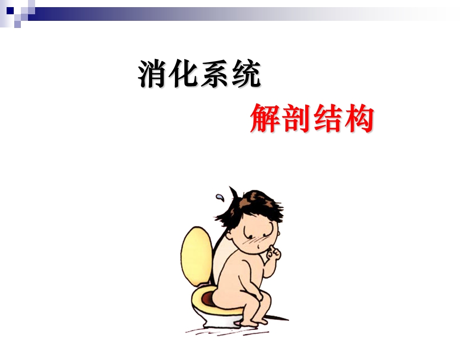 消化系统(解剖).ppt_第1页