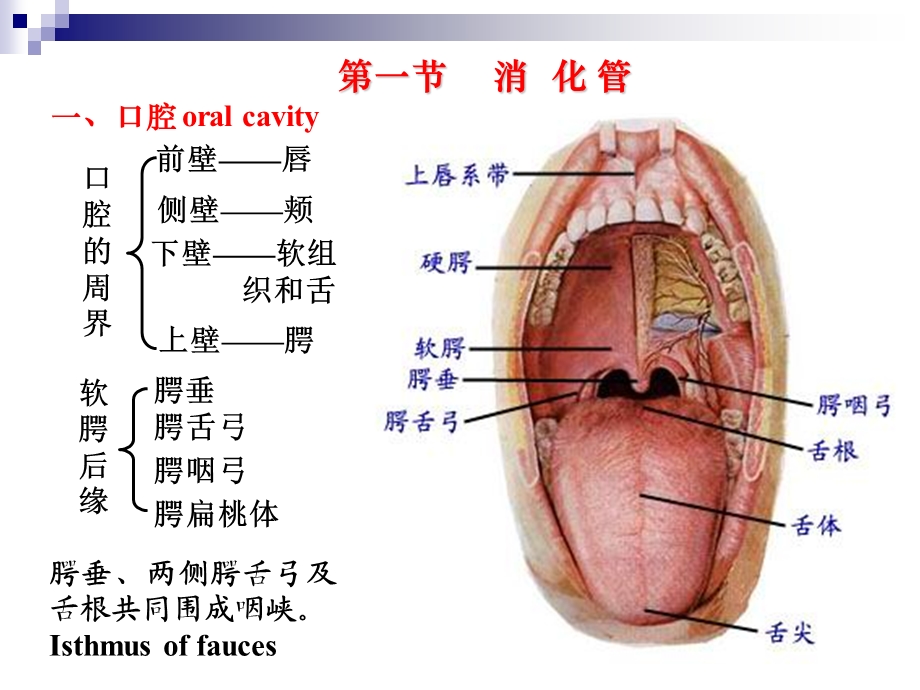 消化系统(解剖).ppt_第3页