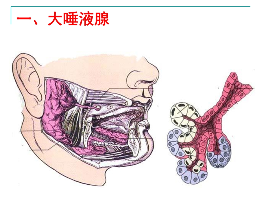 消化系统消化腺.ppt_第3页