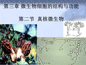 微生物细胞的结构与功能真核微生物.ppt