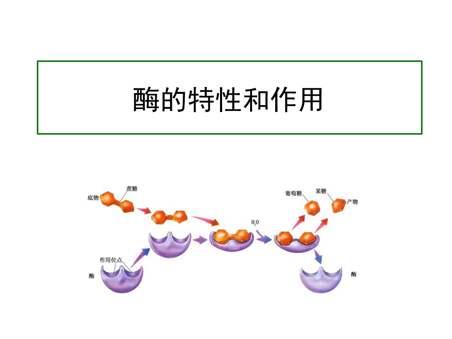 酶的特性和作用.ppt_第1页