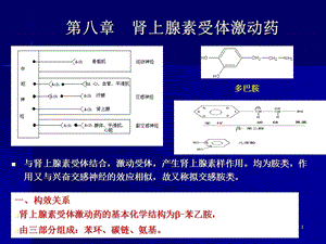 肾上腺素受体药.ppt