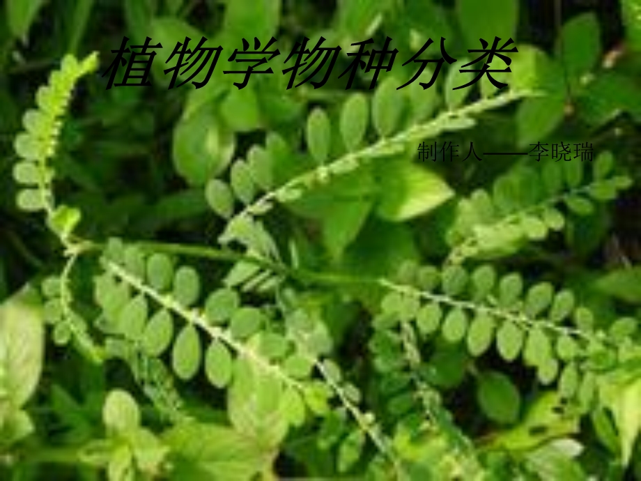 植物学物种分类.ppt_第1页