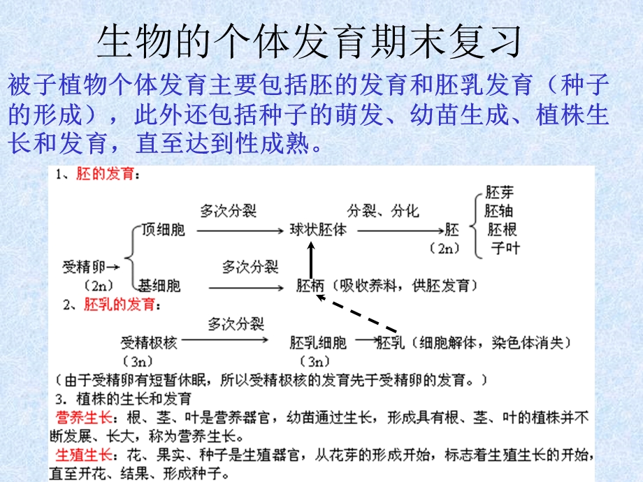 生物的个体发育期末复习.ppt_第1页