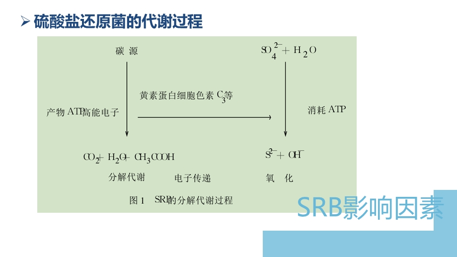 硫酸盐还原菌的最主要影响因素.ppt_第3页