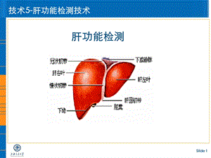 实验肝功能检测.ppt