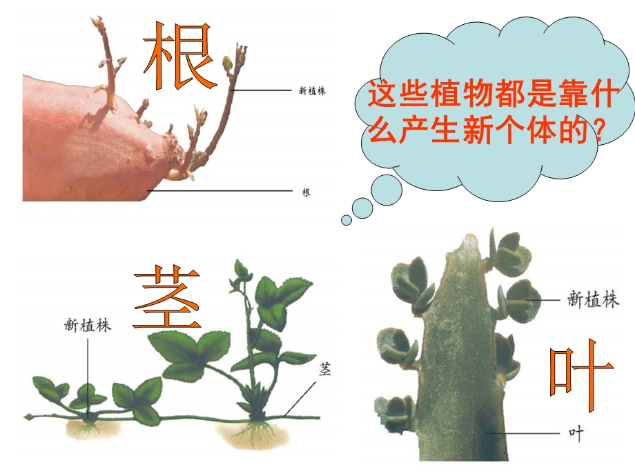 植物的无性生殖.ppt_第2页