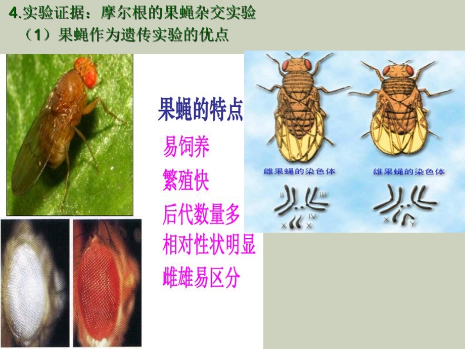 基因在染色体上和伴性遗传.ppt_第3页