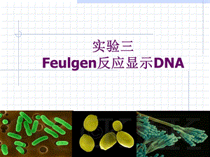 实验三Feulgen反应显示DNA.ppt