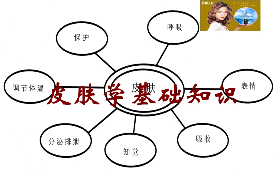 皮肤学基础知识(目前最清晰的版本).ppt_第1页