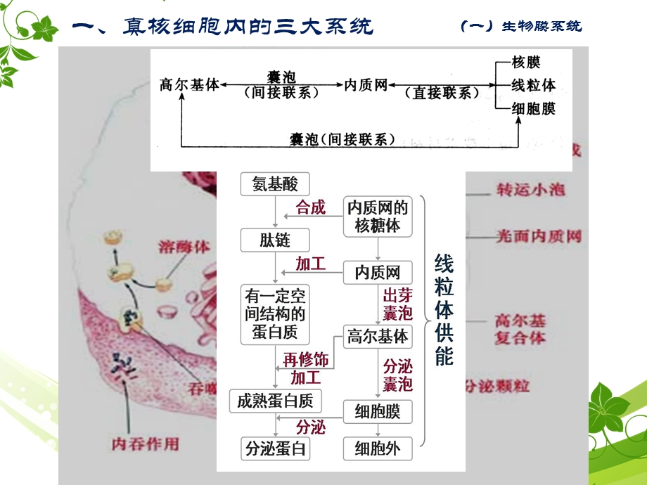 图解细胞学-细胞三大系统(复习用).ppt_第2页