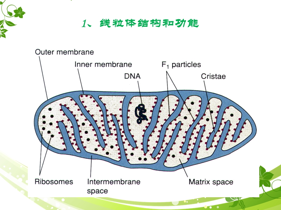 图解细胞学-细胞三大系统(复习用).ppt_第3页