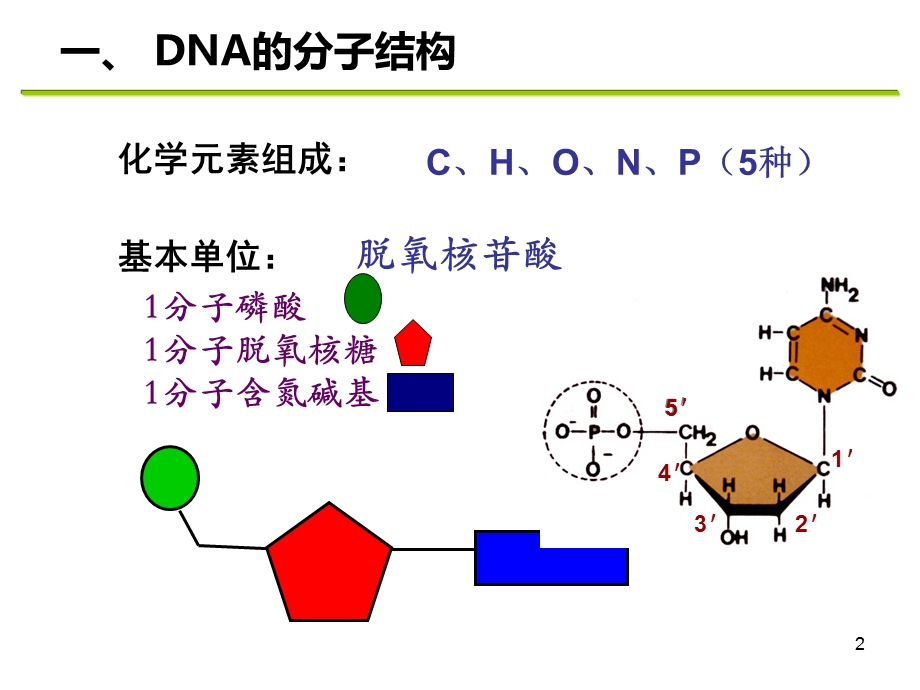 人教版教学课件DNA分子的结构和基因是有遗产效应的DNA片段.ppt_第2页