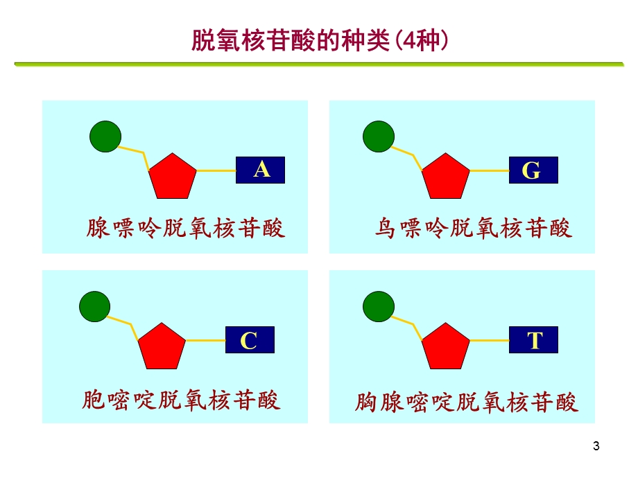 人教版教学课件DNA分子的结构和基因是有遗产效应的DNA片段.ppt_第3页