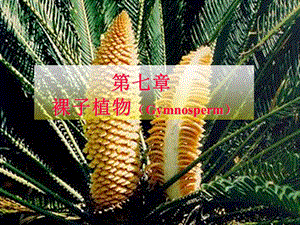 裸子植物的学习.ppt