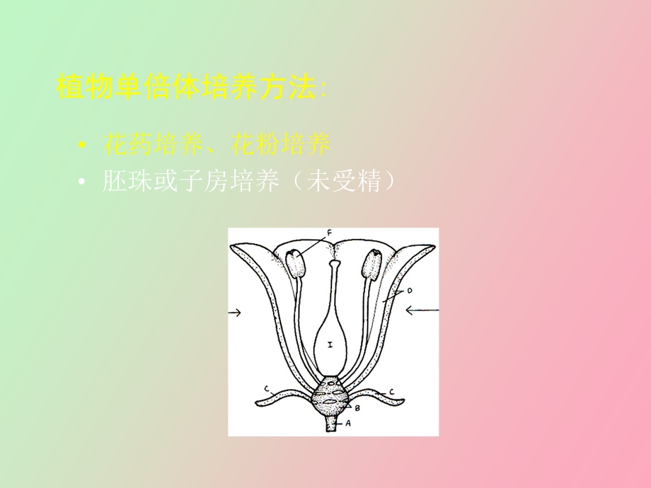 植物花药和花粉培养.ppt_第2页