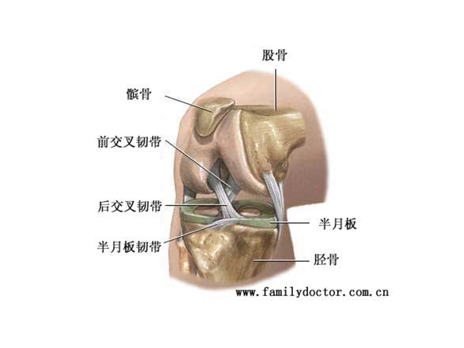 膝关节常见疾病的超声检查.ppt_第3页