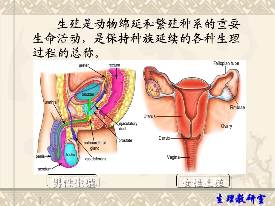 生理学-生殖系统课件.ppt_第3页