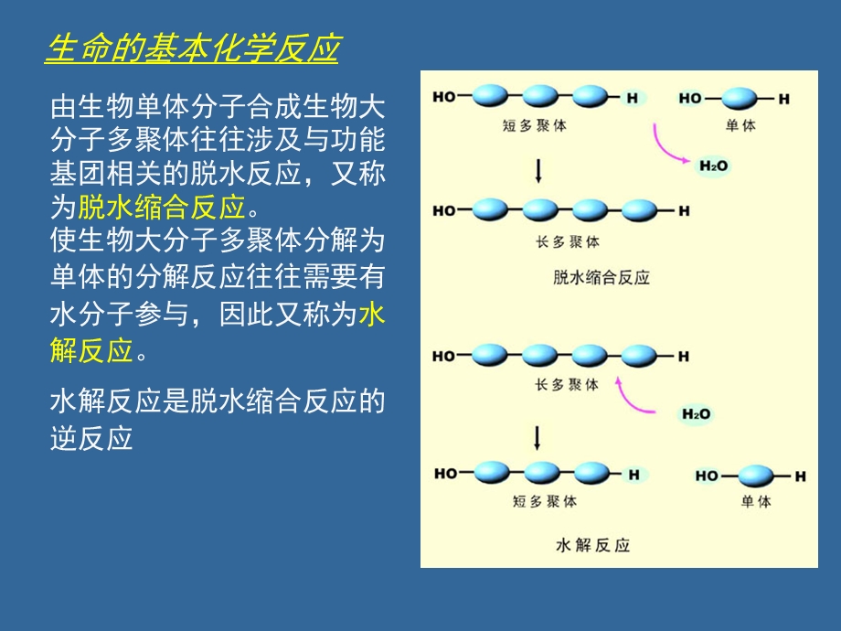 生命的化学组成.ppt_第3页