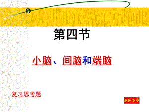 16间脑、小脑和端脑.ppt