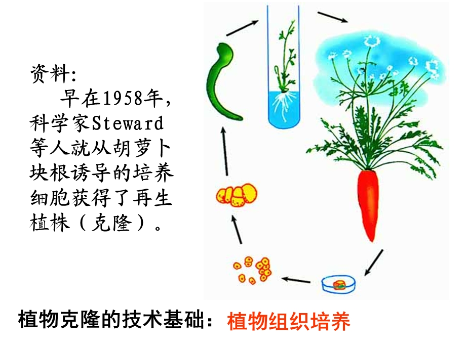 植物的克隆(浙科版).ppt_第2页