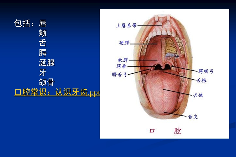 口腔分科及常见疾病.ppt_第3页