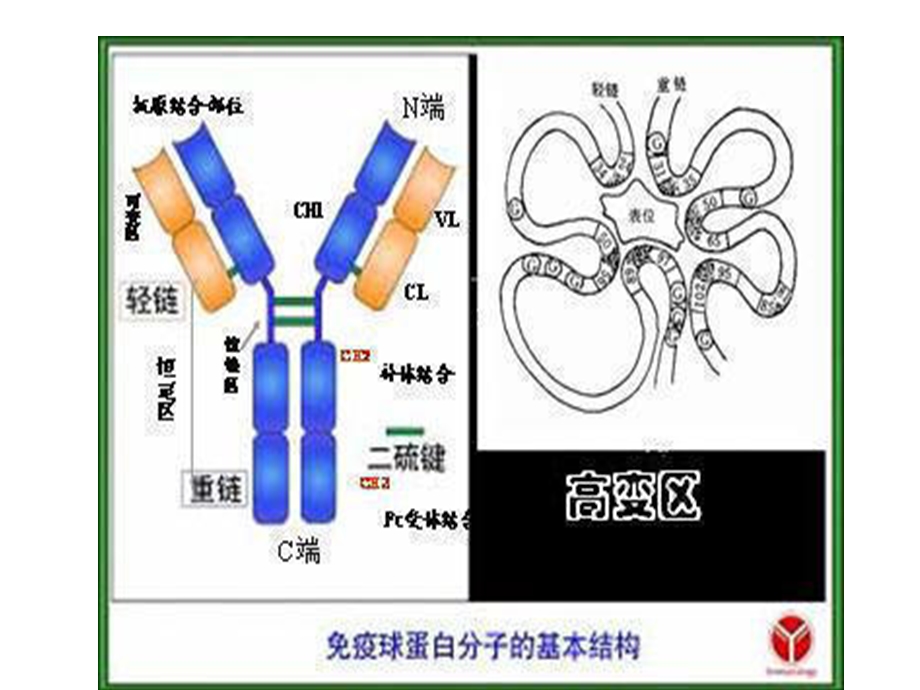 抗原抗体反应的特点.ppt_第3页