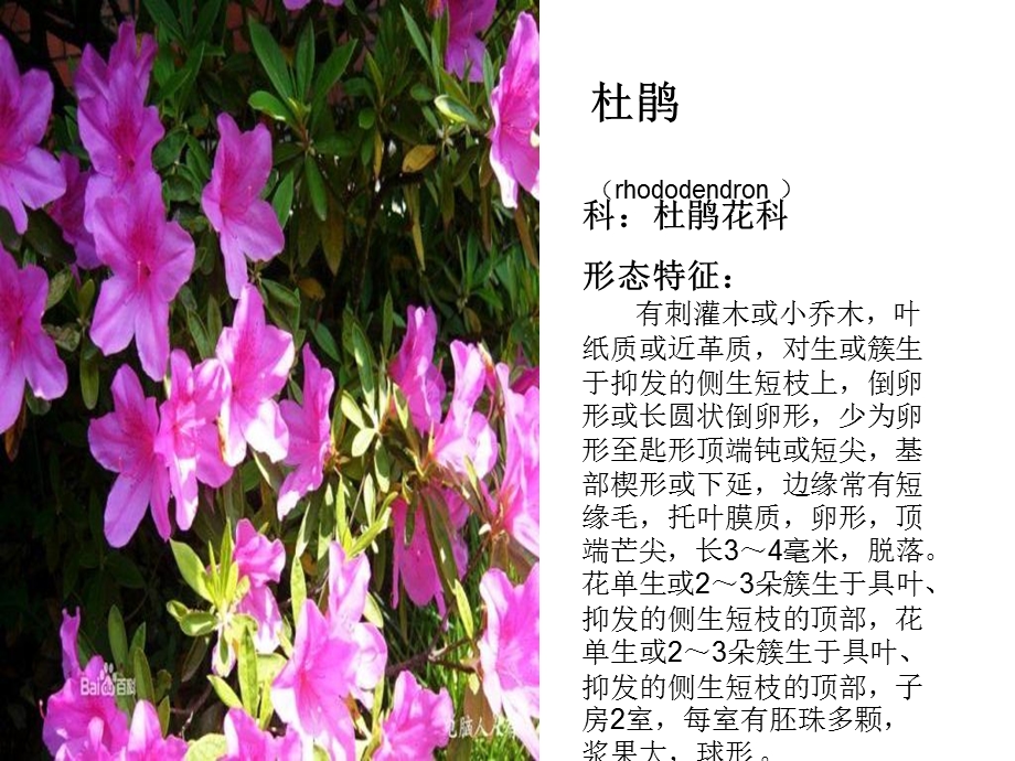 植物学植物识别.ppt_第2页