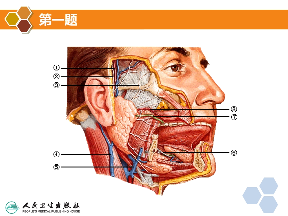 局部解剖学填图题.ppt_第3页