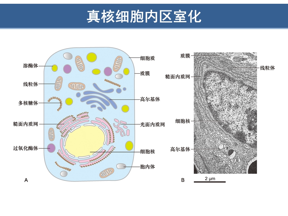 细胞质基质与内膜系统(翟中和第四版).ppt_第3页