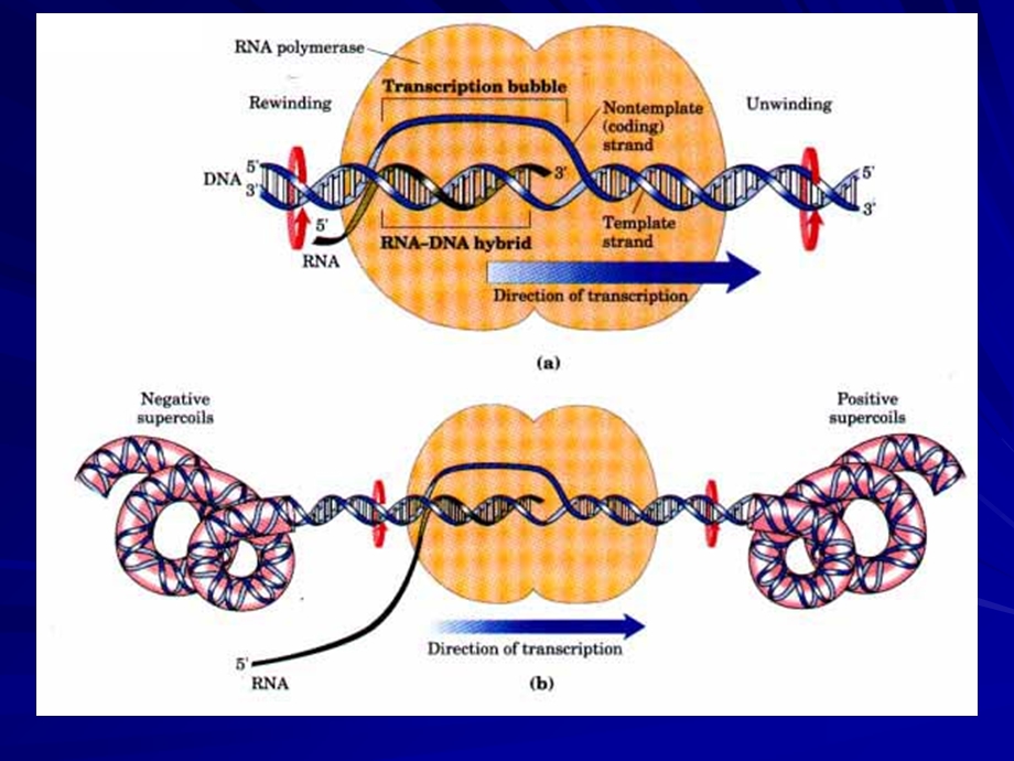 生物化学合工大第六章RNA的生物合成.ppt_第3页