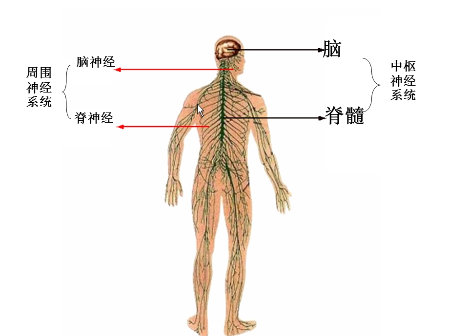 稳态与环境通过神经系统的调节.ppt_第3页