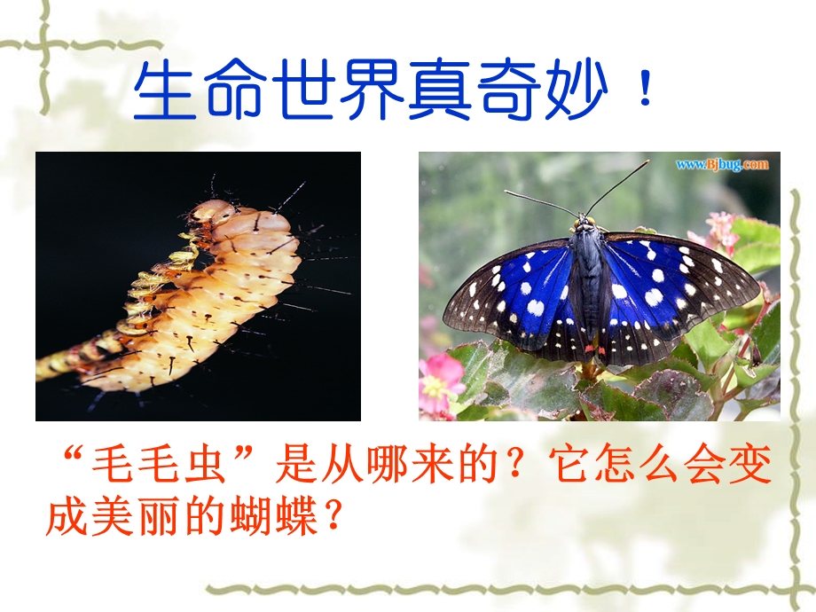 昆虫的生殖和发育ppT(用).ppt_第2页