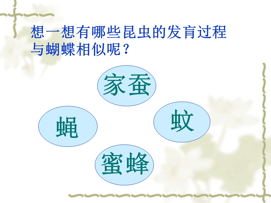 昆虫的生殖和发育ppT(用).ppt_第3页