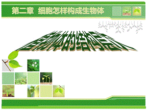 植物体的结构层次课件(新人教版).ppt