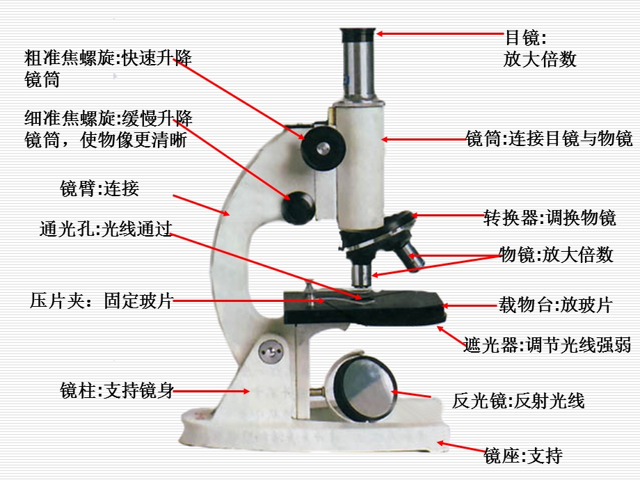 显微镜的结构和使用课件(复习).ppt_第3页