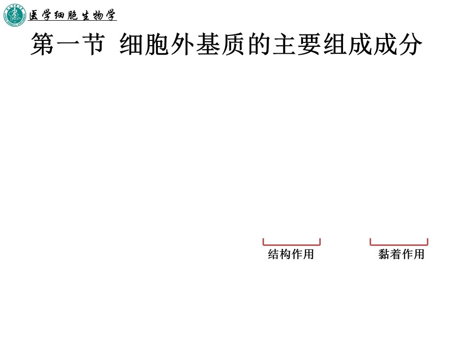 细胞外基质及其与细胞的相互作用.ppt_第2页