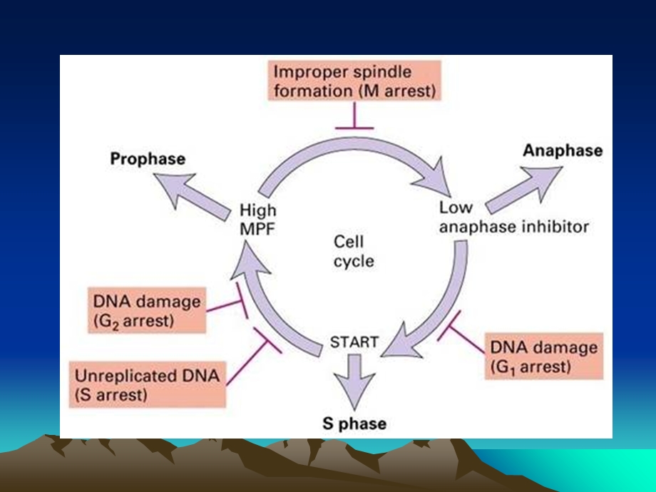 细胞增殖与癌细胞.ppt_第3页