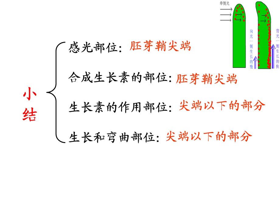 生长素(IAA)的生理作用.ppt_第3页