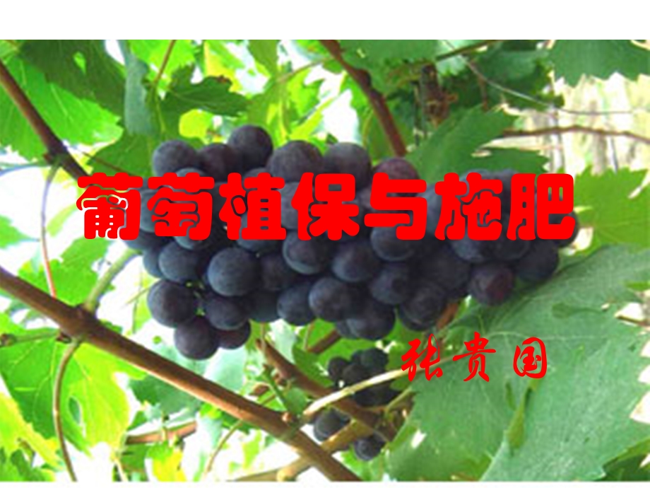 葡萄植保与施肥.ppt_第1页