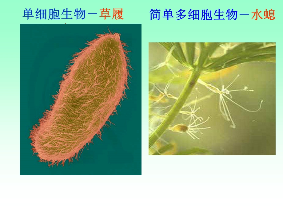 2013届人体的内环境与稳态一轮复习.ppt_第3页