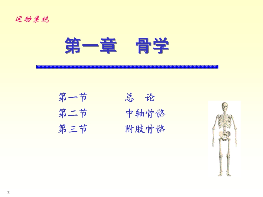 系统解剖骨学和关节学.ppt_第2页