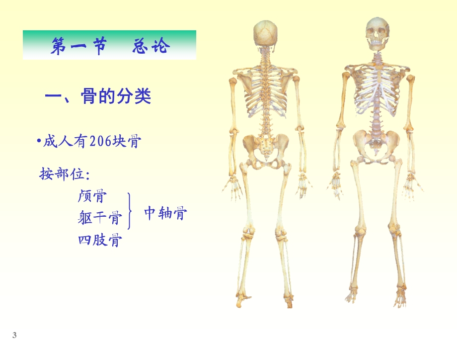 系统解剖骨学和关节学.ppt_第3页